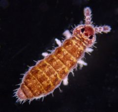 Hypogastrura manubrialis by (c) Don Loarie, いくつかの権利を保有 (CC BY), Don Loarie によって投稿されました. Used under a CC-BY license.
