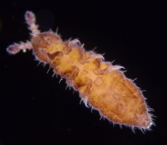 Hypogastrura manubrialis by (c) Don Loarie, いくつかの権利を保有 (CC BY), Don Loarie によって投稿されました. Used under a CC-BY license.