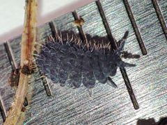 Morulininae by (c) Igor Balashov, some rights reserved (CC BY), uploaded by Igor Balashov. Used under a CC-BY license.