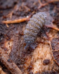 Neanurinae by (c) Alexis Tinker-Tsavalas, some rights reserved (CC BY), uploaded by Alexis Tinker-Tsavalas. Used under a CC-BY license.