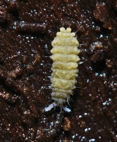 Neanurinae by (c) Zachary Dankowicz, some rights reserved (CC BY), uploaded by Zachary Dankowicz. Used under a CC-BY license.
