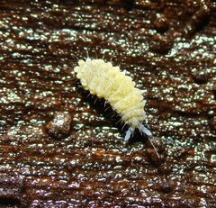 Neanurinae by (c) Zachary Dankowicz, some rights reserved (CC BY), uploaded by Zachary Dankowicz. Used under a CC-BY license.
