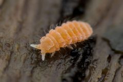 Neanurinae by (c) Ludivine Lamare, some rights reserved (CC BY), uploaded by Ludivine Lamare. Used under a CC-BY license.
