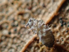Neanura muscorum by (c) Alexis Tinker-Tsavalas, some rights reserved (CC BY), uploaded by Alexis Tinker-Tsavalas. Used under a CC-BY license.