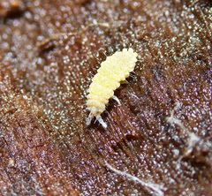 Neanura persimilis by (c) Zachary Dankowicz, some rights reserved (CC BY), uploaded by Zachary Dankowicz. Used under a CC-BY license.