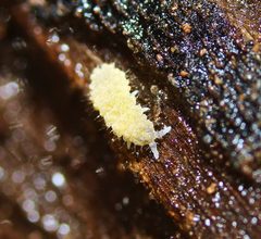 Neanura persimilis by (c) Zachary Dankowicz, some rights reserved (CC BY), uploaded by Zachary Dankowicz. Used under a CC-BY license.
