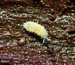 Neanura persimilis by (c) Zachary Dankowicz, some rights reserved (CC BY), uploaded by Zachary Dankowicz. Used under a CC-BY license.