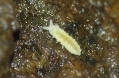 Anurida granaria by (c) Steve Kerr, some rights reserved (CC BY), uploaded by Steve Kerr. Used under a CC-BY license.