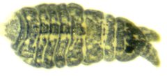 Odontellidae by (c) 胡正恆(Jackson Hu), some rights reserved (CC BY), uploaded by 胡正恆(Jackson Hu). Used under a CC-BY license.