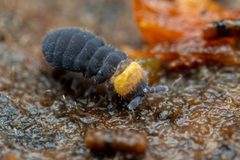 Lophognathellinae by (c) Pete Lypkie, some rights reserved (CC BY), uploaded by Pete Lypkie. Used under a CC-BY license.