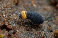Lophognathella choreutes by (c) Pete Lypkie, some rights reserved (CC BY), uploaded by Pete Lypkie. Used under a CC-BY license.