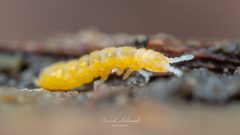 Onychiurinae by (c) Frank Ashwood, some rights reserved (CC BY), uploaded by Frank Ashwood. Used under a CC-BY license.