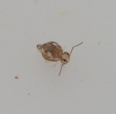 Bourletiella juanitae by (c) Zakqary Roy, some rights reserved (CC BY), uploaded by Zakqary Roy. Used under a CC-BY license.