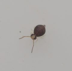 Bourletiella juanitae by (c) Zakqary Roy, some rights reserved (CC BY), uploaded by Zakqary Roy. Used under a CC-BY license.