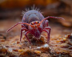 Dicyrtoma by (c) Alexis Tinker-Tsavalas, some rights reserved (CC BY), uploaded by Alexis Tinker-Tsavalas. Used under a CC-BY license.