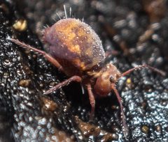 Dicyrtoma by (c) Josh Boe, some rights reserved (CC BY), uploaded by Josh Boe. Used under a CC-BY license.