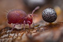 Dicyrtoma by (c) Alexis Tinker-Tsavalas, some rights reserved (CC BY), uploaded by Alexis Tinker-Tsavalas. Used under a CC-BY license.