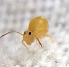 Dicyrtomina minuta by (c) Paul Cook, some rights reserved (CC BY), uploaded by Paul Cook. Used under a CC-BY license.