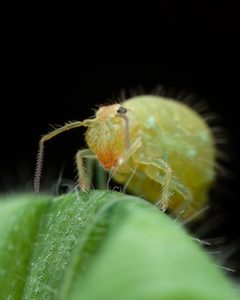 Symphypleona by (c) Rupert Lees, some rights reserved (CC BY), uploaded by Rupert Lees. Used under a CC-BY license.