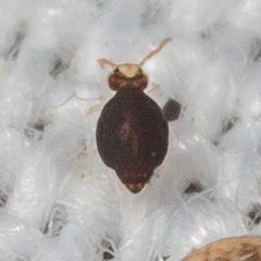 Sminthurinus minutus by (c) Victor Engel, some rights reserved (CC BY), uploaded by Victor Engel. Used under a CC-BY license.