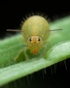 Sminthuridae by (c) Rupert Lees, some rights reserved (CC BY), uploaded by Rupert Lees. Used under a CC-BY license.