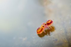 Sminthurides malmgreni by (c) Alexis Tinker-Tsavalas, some rights reserved (CC BY), uploaded by Alexis Tinker-Tsavalas. Used under a CC-BY license.