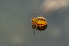 Sminthurides malmgreni by (c) Pete Lypkie, some rights reserved (CC BY), uploaded by Pete Lypkie. Used under a CC-BY license.