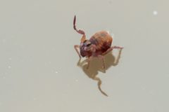 Stenacidia violacea by (c) Pete Lypkie, some rights reserved (CC BY), uploaded by Pete Lypkie. Used under a CC-BY license.