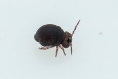 Stenacidia violacea by (c) Pete Lypkie, some rights reserved (CC BY), uploaded by Pete Lypkie. Used under a CC-BY license.