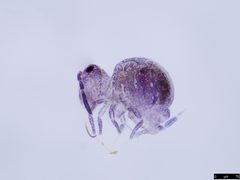 Sphaeridia pumilis by (c) Donald Hobern, some rights reserved (CC BY). Used under a CC-BY license.