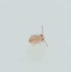 Sphaeridia pumilis by (c) Jonas V., some rights reserved (CC BY), uploaded by Jonas V.. Used under a CC-BY license.