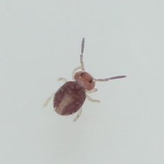 Sphaeridia pumilis by (c) Jonas V., some rights reserved (CC BY), uploaded by Jonas V.. Used under a CC-BY license.