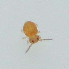 Sphaeridia pumilis by (c) Jonas V., some rights reserved (CC BY), uploaded by Jonas V.. Used under a CC-BY license.