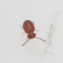 Sphaeridia pumilis by (c) Jonas V., some rights reserved (CC BY), uploaded by Jonas V.. Used under a CC-BY license.