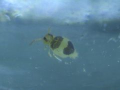 Deuterosminthurus bicinctus by (c) Donald Hobern, some rights reserved (CC BY). Used under a CC-BY license.