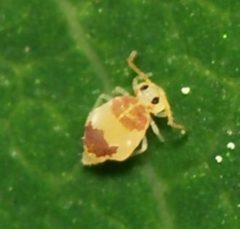 Deuterosminthurus bicinctus by (c) portioid, some rights reserved (CC BY), uploaded by portioid. Used under a CC-BY license.