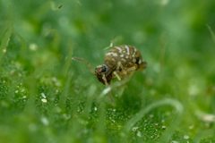 Fasciosminthurus quinquefasciatus by (c) Pete Lypkie, some rights reserved (CC BY), uploaded by Pete Lypkie. Used under a CC-BY license.