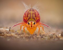 Dicyrtomina by (c) Alexis Tinker-Tsavalas, some rights reserved (CC BY), uploaded by Alexis Tinker-Tsavalas. Used under a CC-BY license.