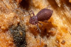 Ptenothrix atra by (c) Alex Stach, some rights reserved (CC BY), uploaded by Alex Stach. Used under a CC-BY license.
