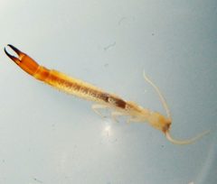 Diplura by (c) carnifex, some rights reserved (CC BY), uploaded by carnifex. Used under a CC-BY license.