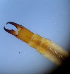 Diplura by (c) carnifex, some rights reserved (CC BY), uploaded by carnifex. Used under a CC-BY license.