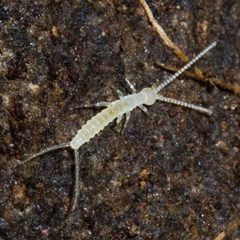 Campodeidae by (c) Ken-ichi Ueda, some rights reserved (CC BY). Used under a CC-BY license.