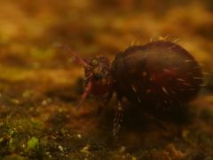 Sphyrothecinae by (c) Alexis Tinker-Tsavalas, some rights reserved (CC BY), uploaded by Alexis Tinker-Tsavalas. Used under a CC-BY license.