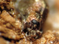 Pedetontus saltator by (c) Katja Schulz, some rights reserved (CC BY), uploaded by Katja Schulz. Used under a CC-BY license.