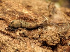 Pedetontus saltator by (c) Katja Schulz, some rights reserved (CC BY). Used under a CC-BY license.