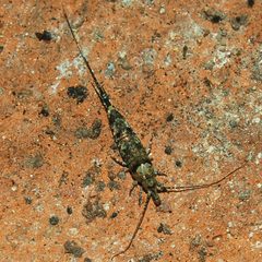 Machilinae by (c) Bill Keim, some rights reserved (CC BY). Used under a CC-BY license.