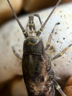 Petrobius by (c) Paul Cook, some rights reserved (CC BY), uploaded by Paul Cook. Used under a CC-BY license.