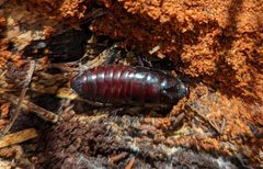 Cryptocercidae by (c) Logan J.L. Bradley, some rights reserved (CC BY), uploaded by Logan J.L. Bradley. Used under a CC-BY license.