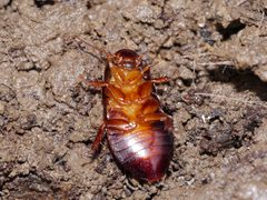 Cryptocercidae by (c) Matt Muir, some rights reserved (CC BY), uploaded by Matt Muir. Used under a CC-BY license.