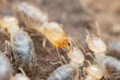 Termitidae by (c) Jake Nitta, some rights reserved (CC BY), uploaded by Jake Nitta. Used under a CC-BY license.